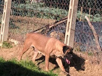 cane corso fulvo chiaro